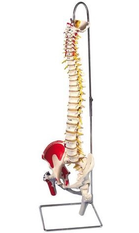 DELUXE FLEXIBLE SPINE WITH FEMUR HEADS AND PAINTED MUSCLES 